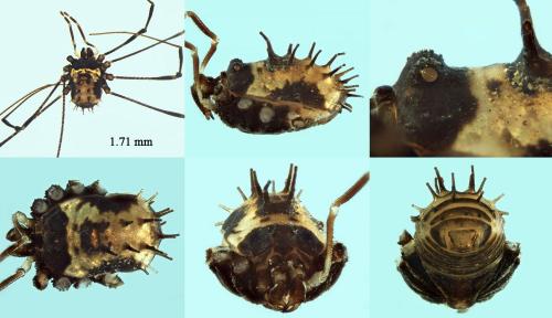 Nemastomella bacillifera